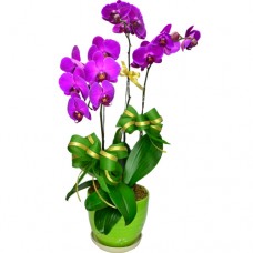 3pcs Taiwan Purple Color Orchids